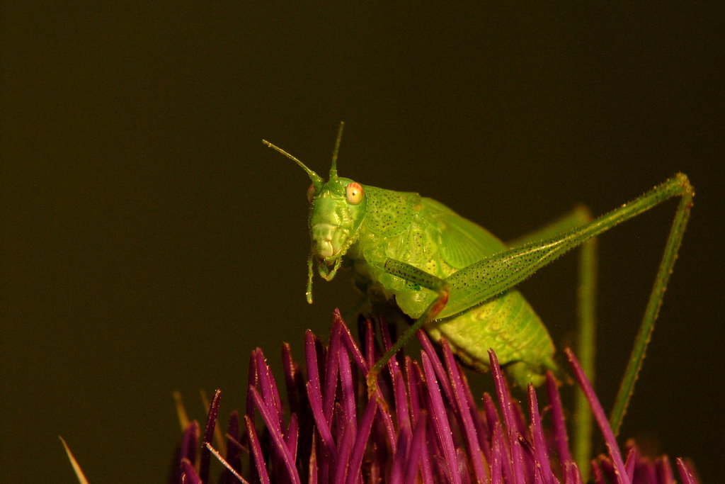 verde..... sul viola!