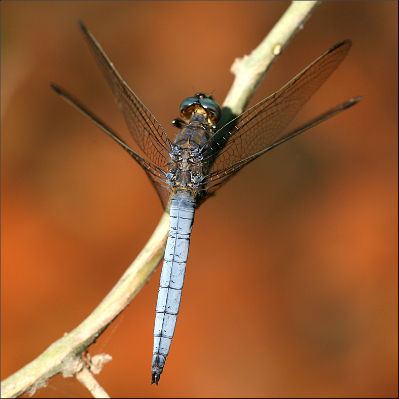 Libellula #2