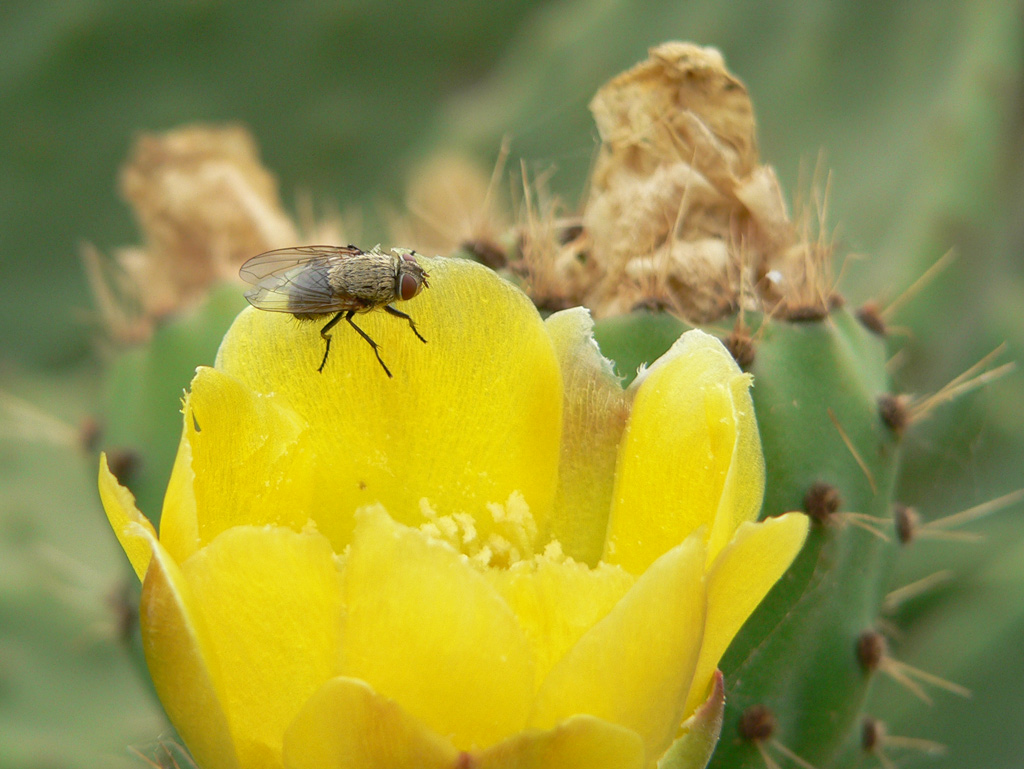 fiore di fico d'india