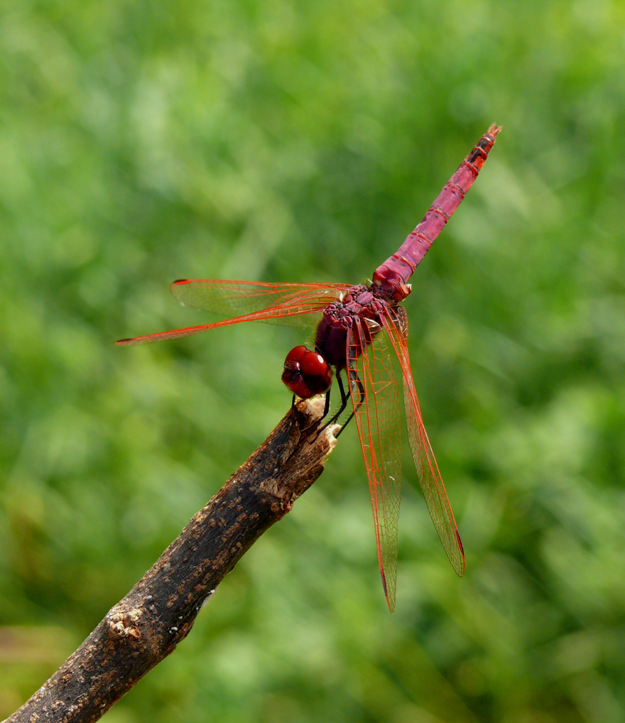 Libellula Rossa in Riposo