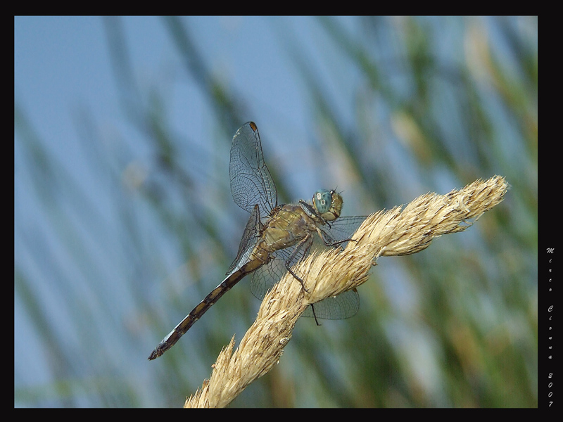 Libellula mimetica