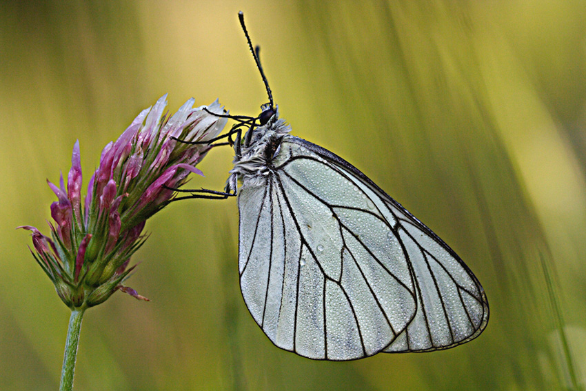 La mia Farfalla preferita
