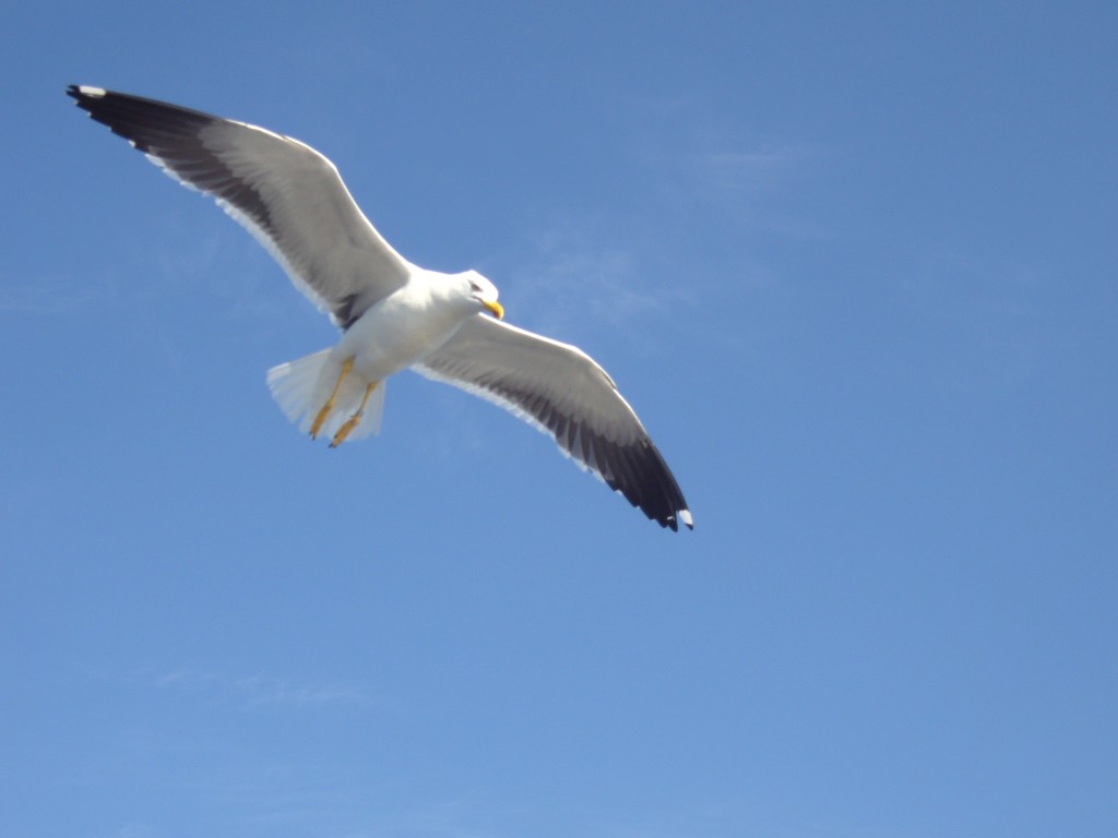 Gabbiano in volo sul mar Bianco