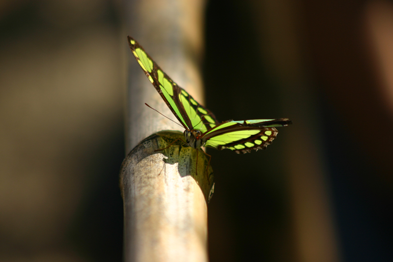 Farfalla verde