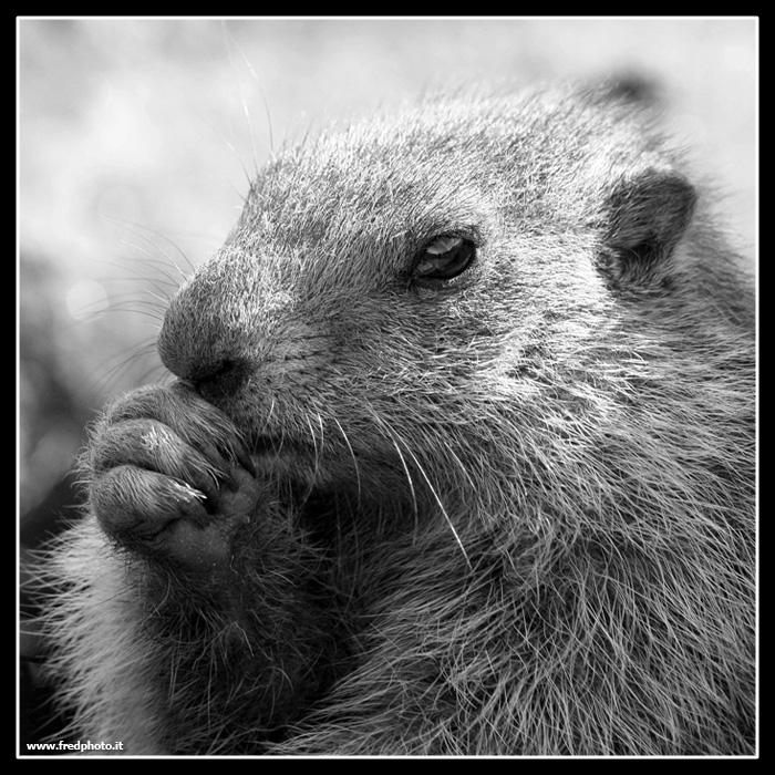 Marmotta pensierosa...