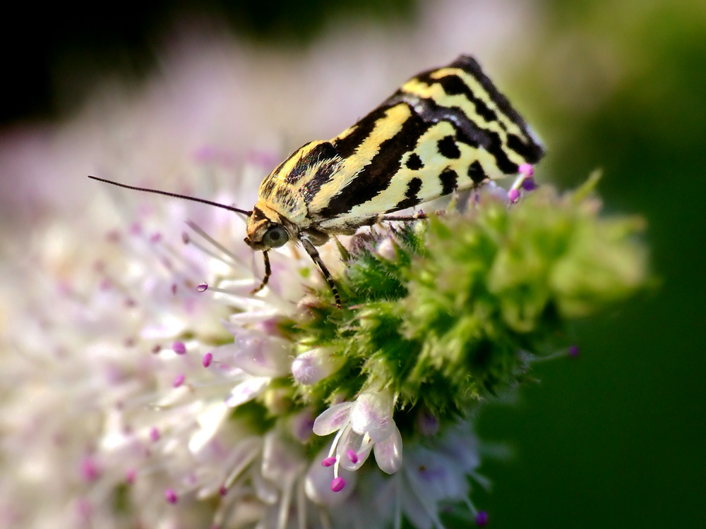 Tigre ... della menta