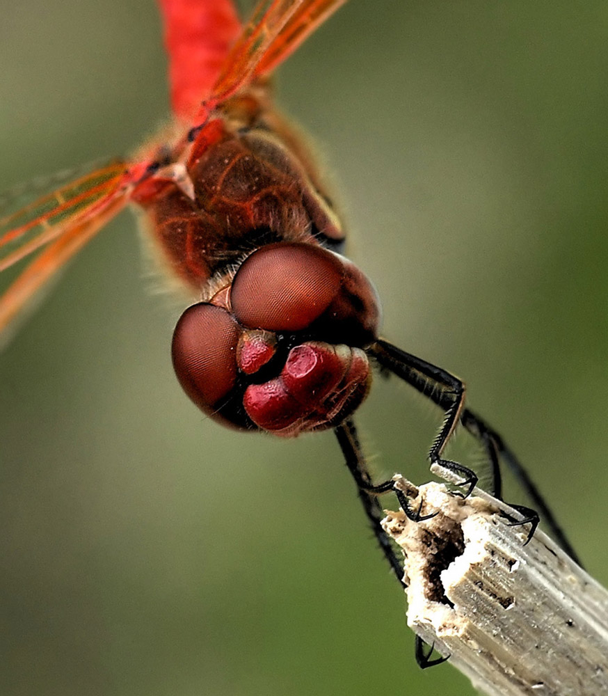 portrait of dragonfly