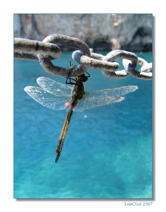 Modellula (la libellula modella)