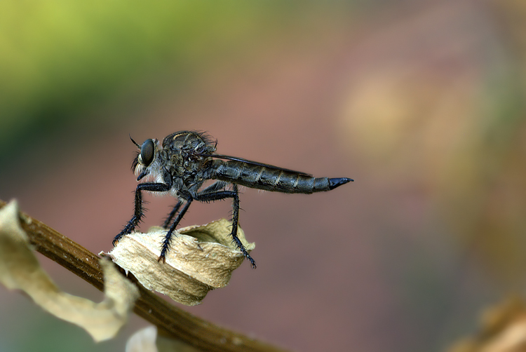 Asilide su sfondo romatico