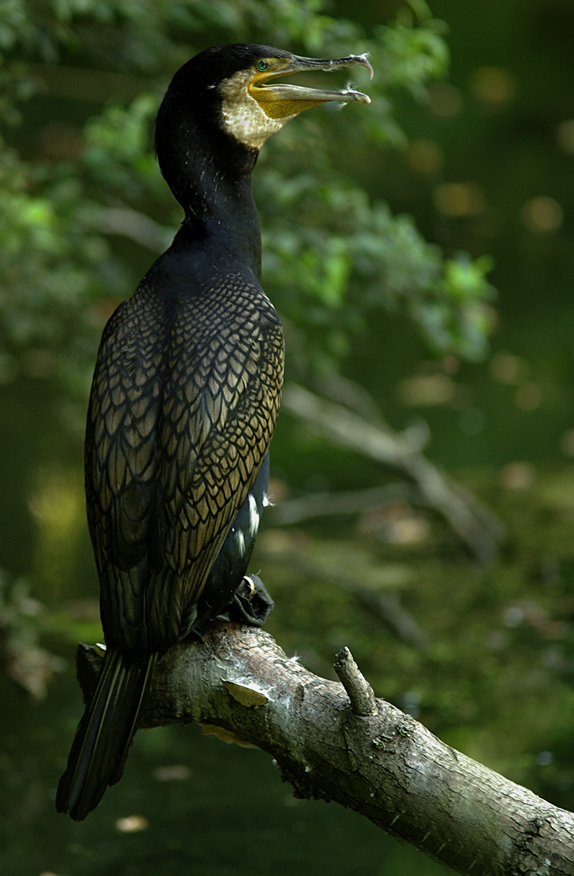 cormorano2
