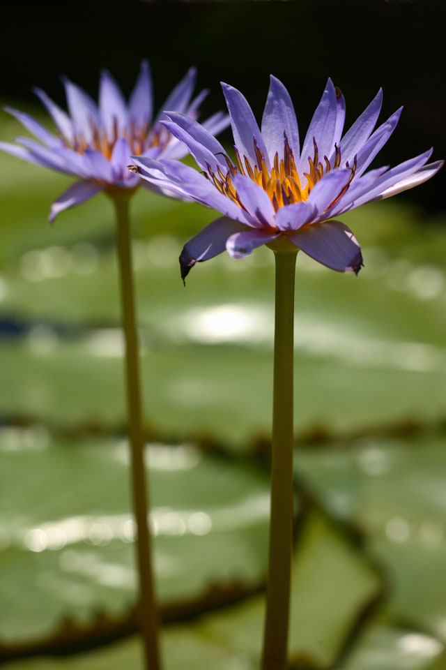 Ninfee al Sigurt� (VR)