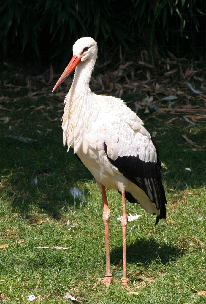 Che hai da guardare??