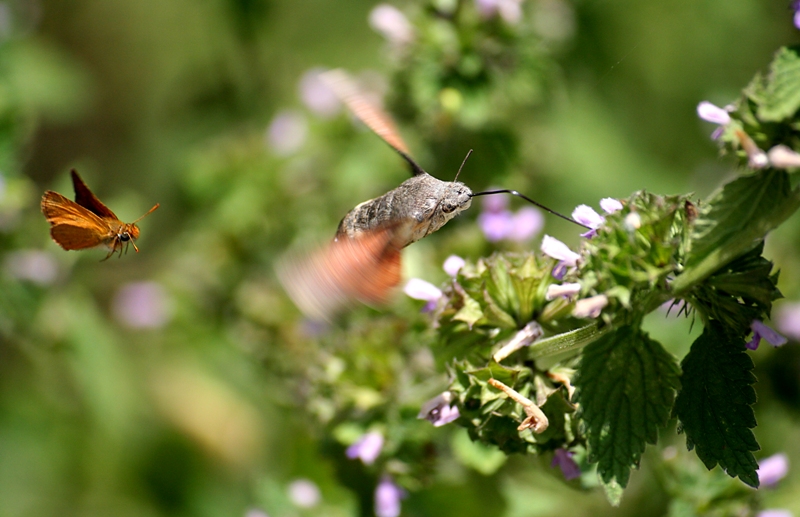Lasciane un po' anche a me!!!
