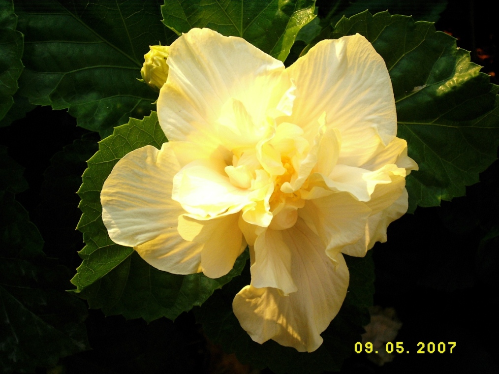 Data gialla con fiore