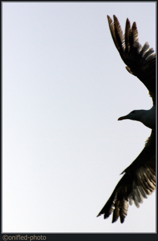 Spiccando il Volo - Controluce