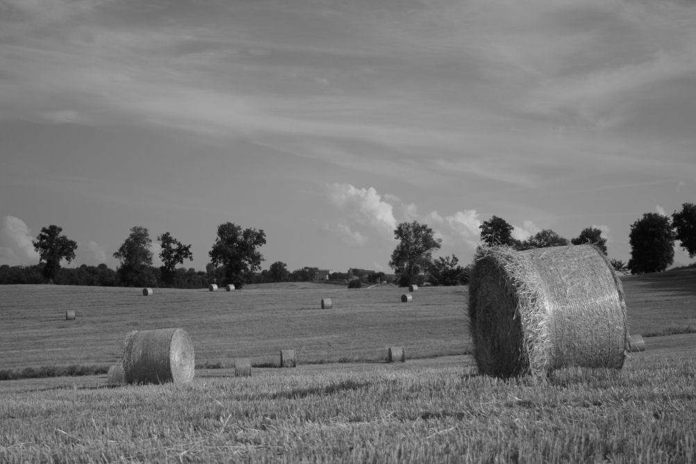 Cosa resta del grano al vento...