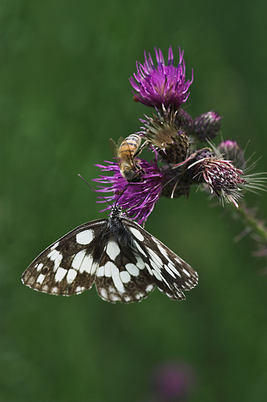 aggiungi un posto a tavola