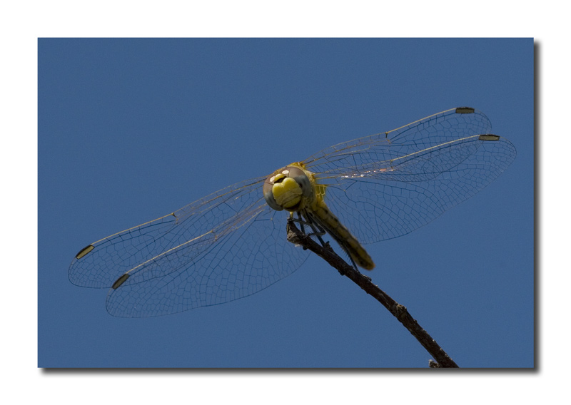 Simpetrum fonscolombi