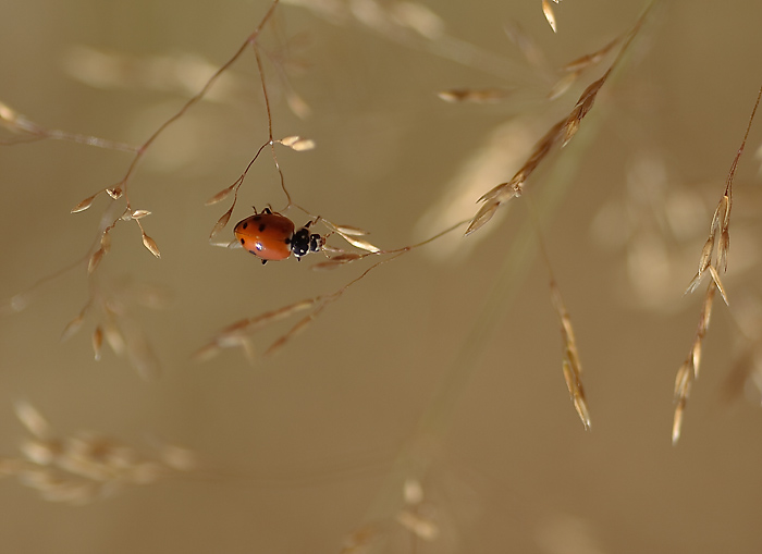 nel paese delle meraviglie
