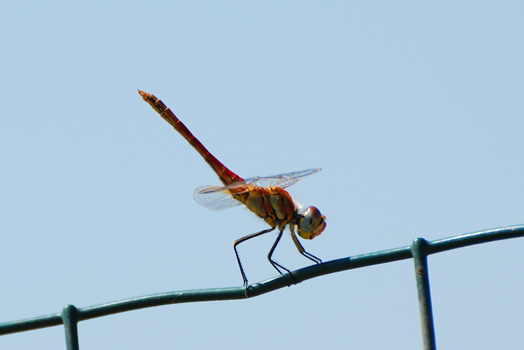 Libellula