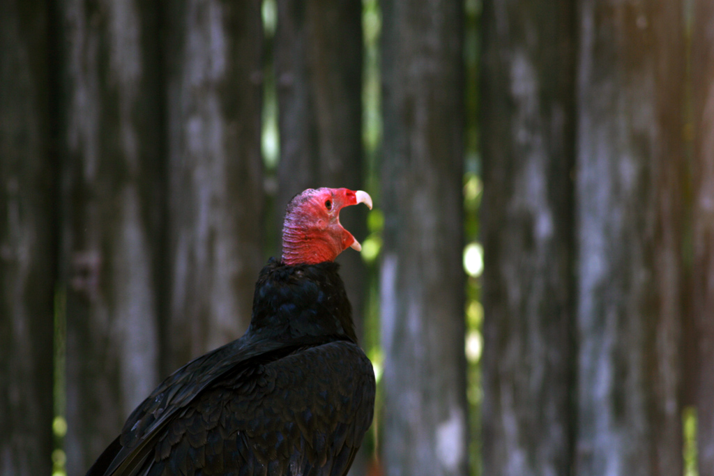 Corvo dal collo rosso