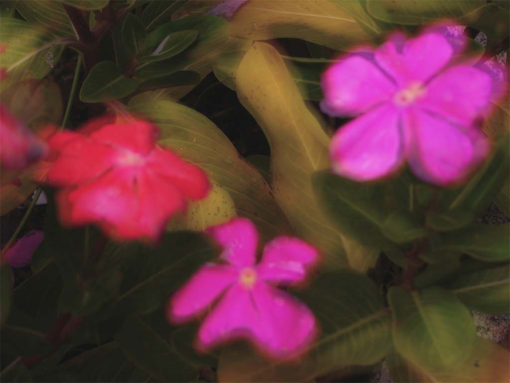 fiori