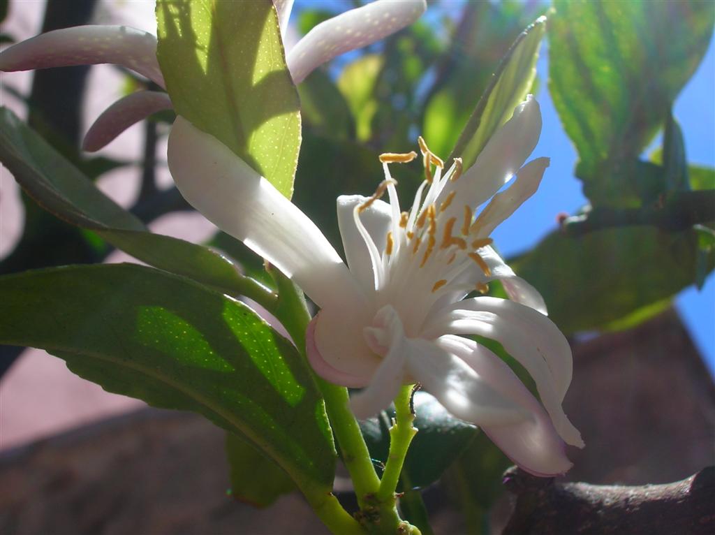fiore di limone