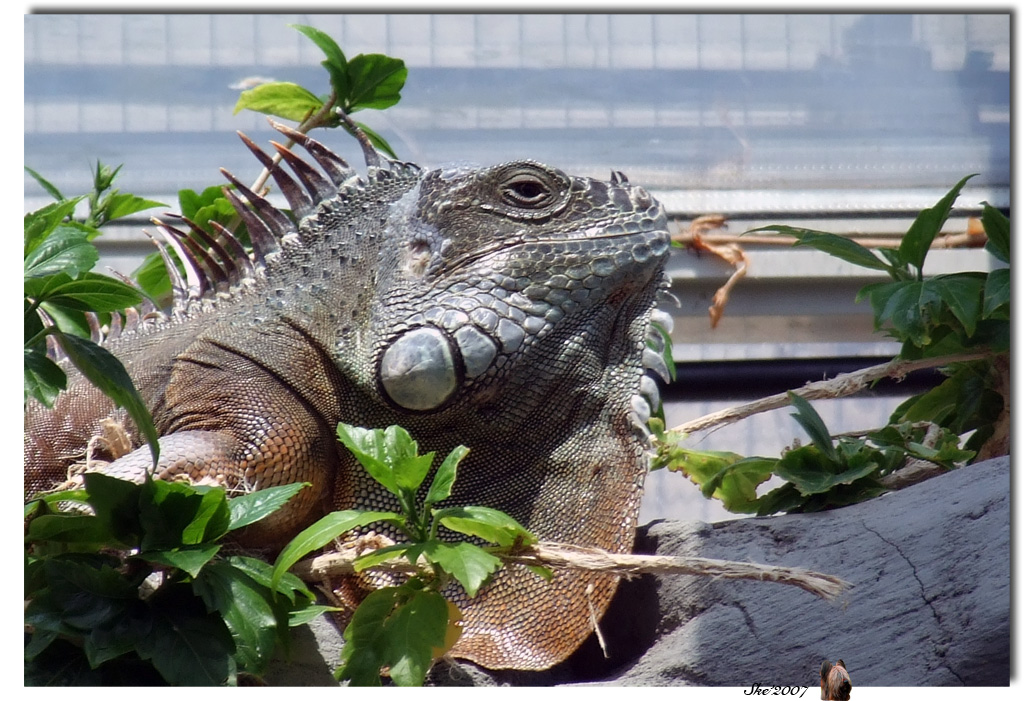 iguana