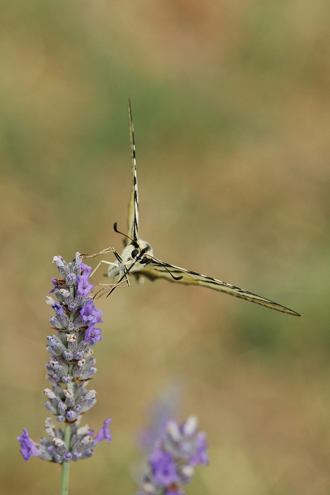 La Farfalla e il Fiore