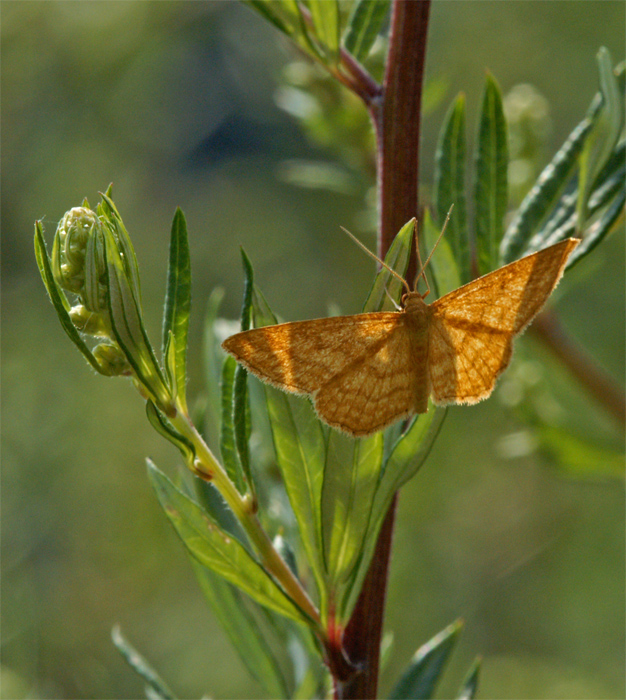 farfallina in controluce