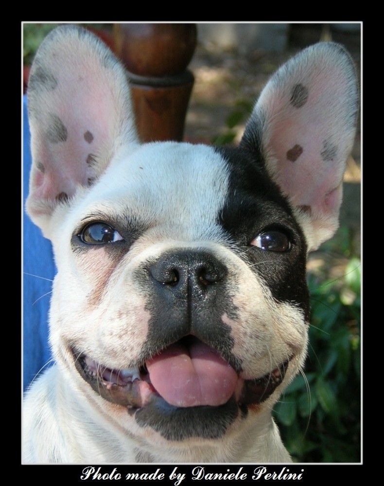 Nana (La cagnetta di una mia amica)