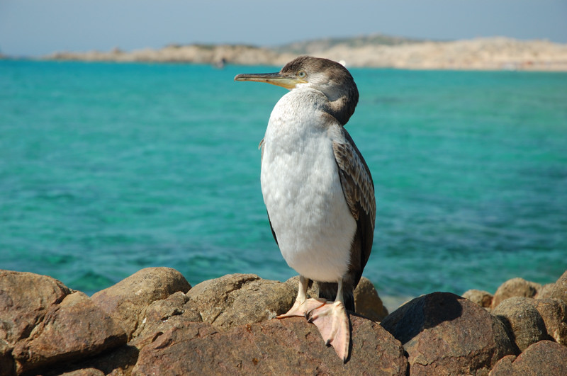 Volatile collaborativo