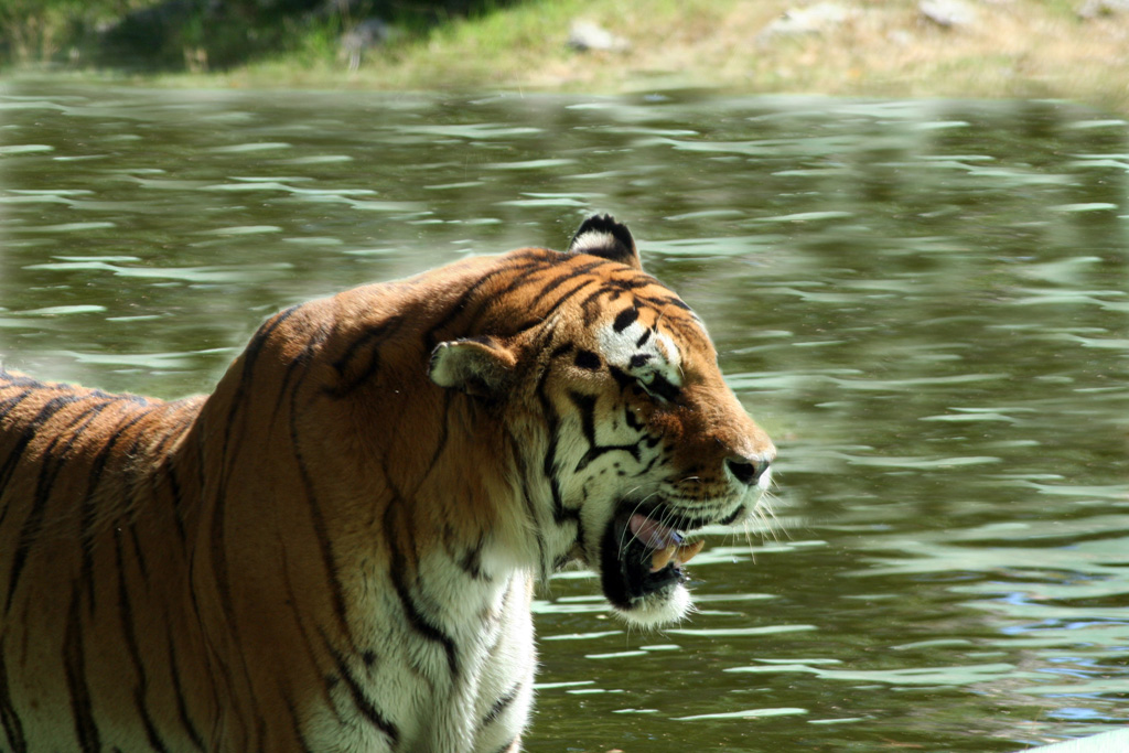 Tigre