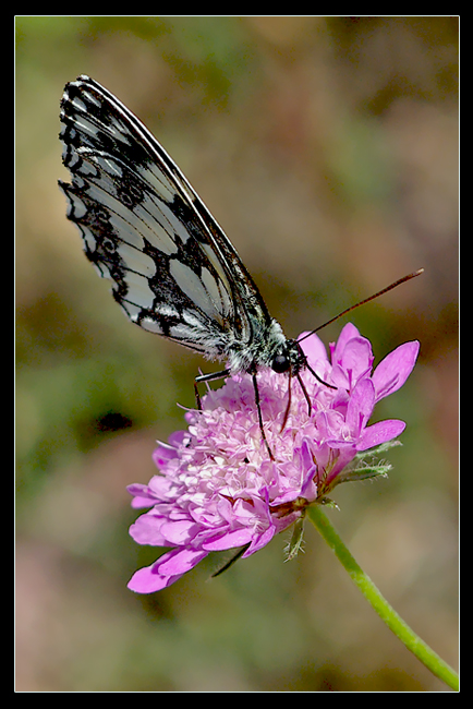 Farfalla Black & white
