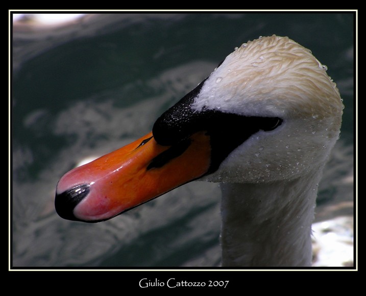 Ma Non Dire Idiozie...