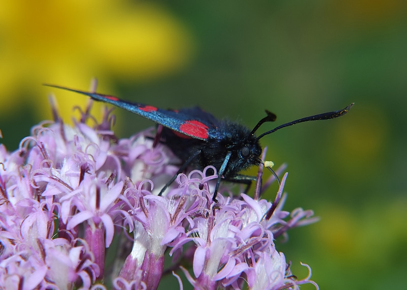 tra lamponi e mirtilli