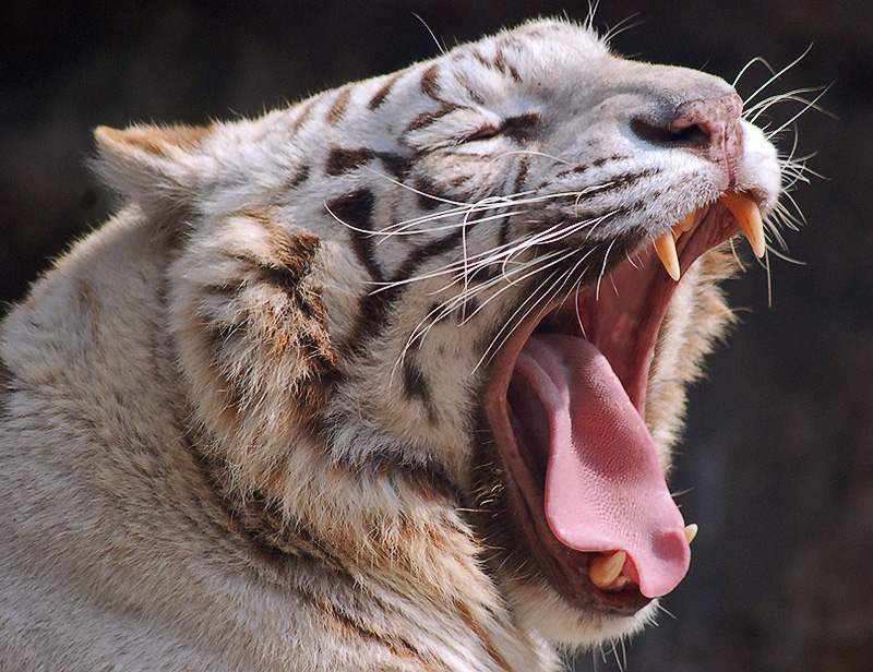 tigre bianca annoiata