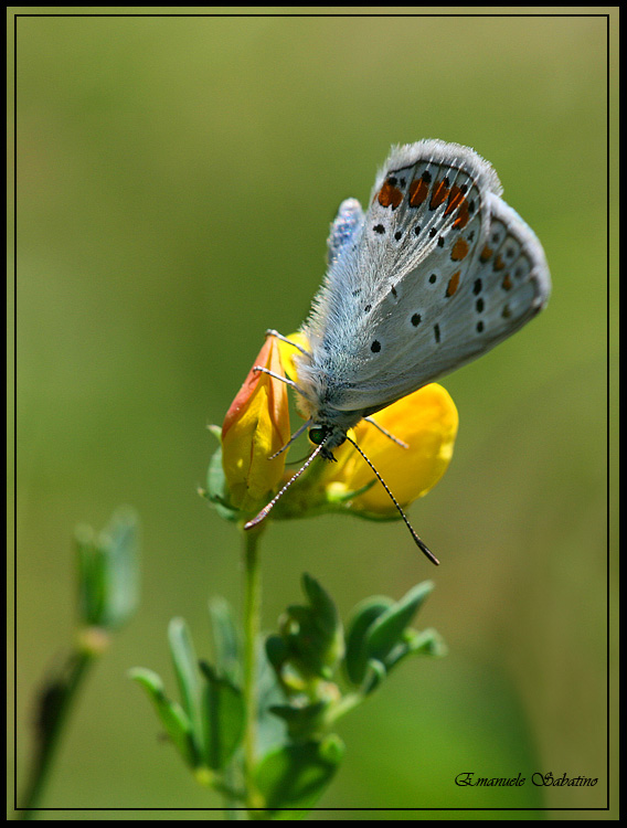 Ma che star� cercando?  "Farfalla"