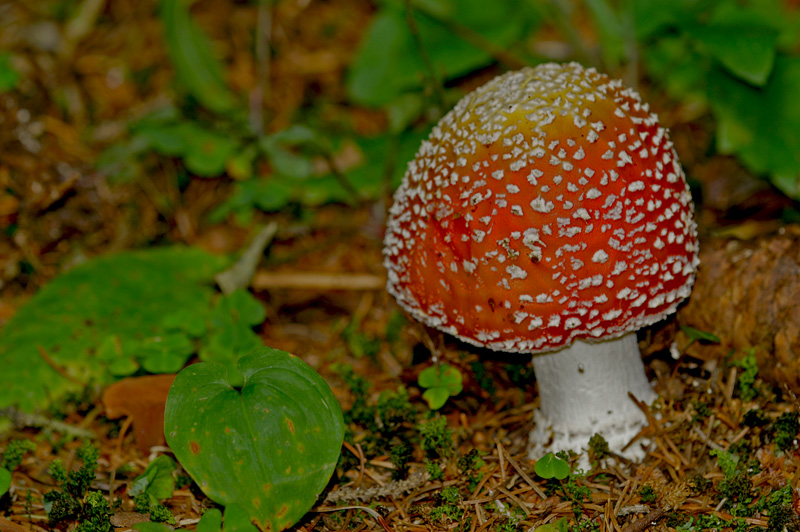 amanita muscaria