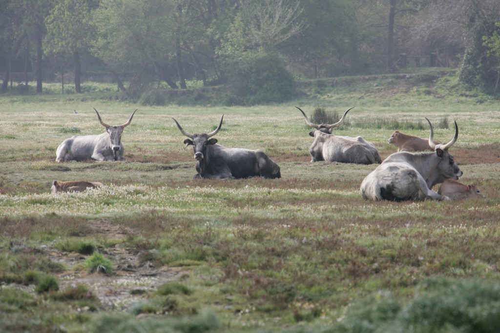 Le vacche Maremmane