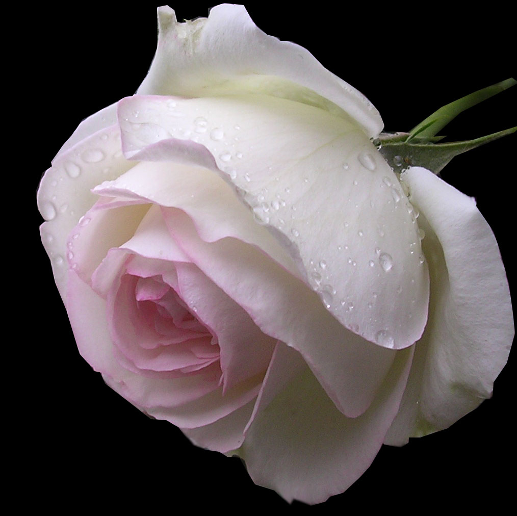 Perfezione di una Rosa