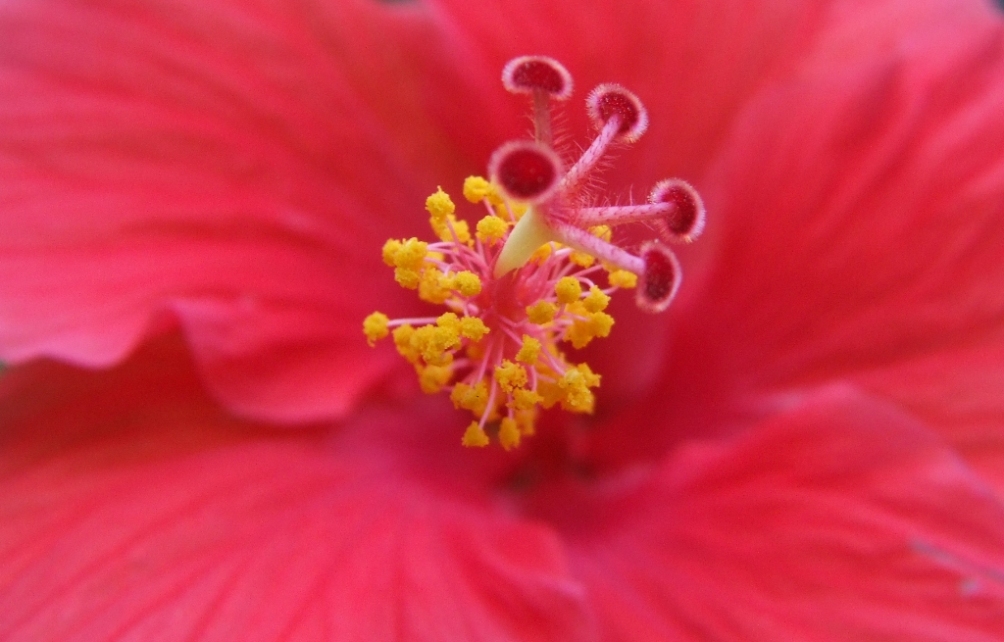 il fiore giallorosso