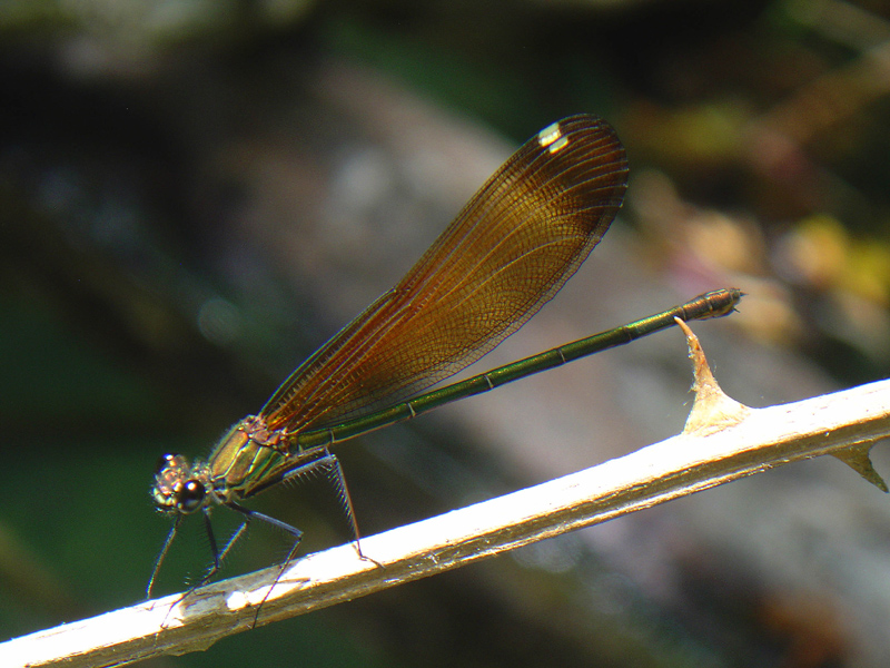 Calopteryx.........