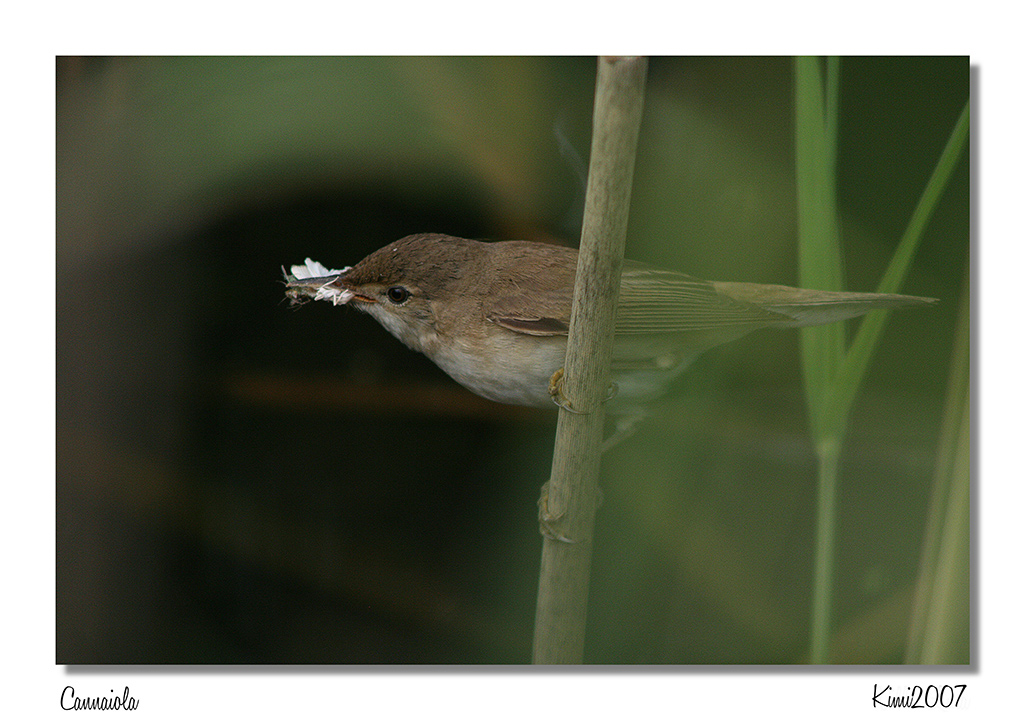 Nel folto del canneto.......