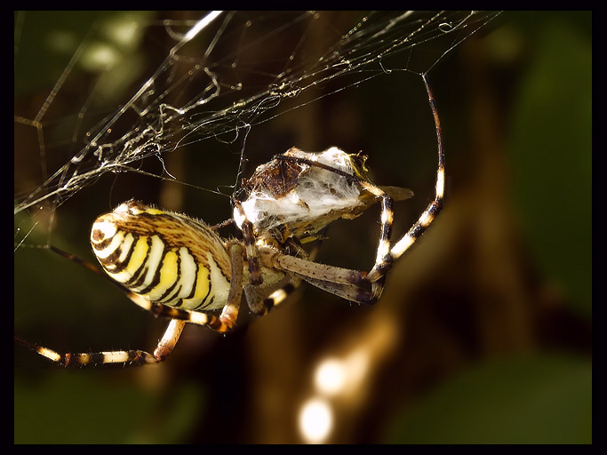 Argiope bruennichi