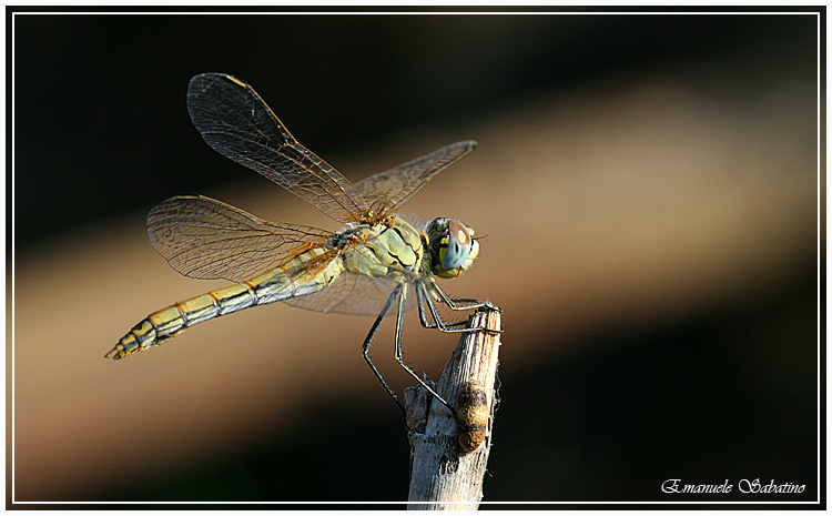 Il primo amore non si scorda mai. Libellula