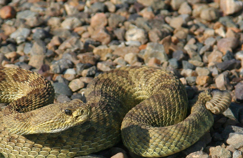 Velenosetto anzichen�