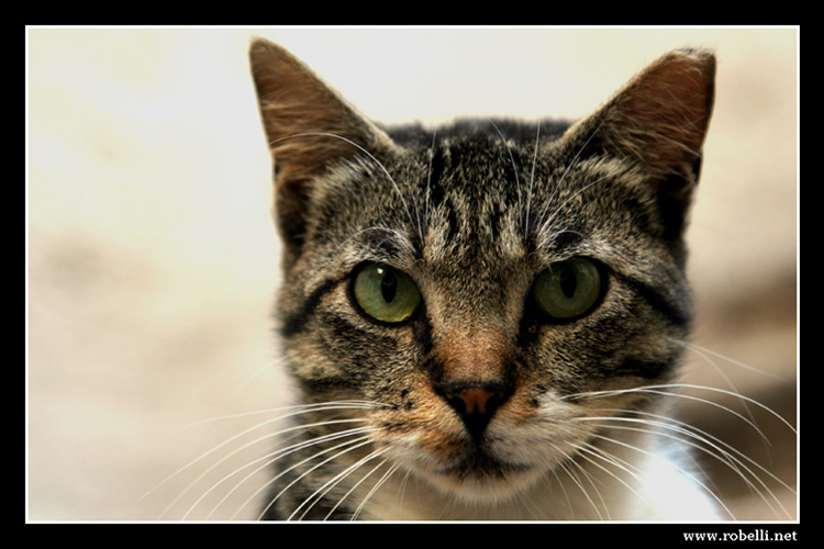 Micino curioso. . . . .