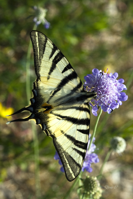 il mio primo podalirio