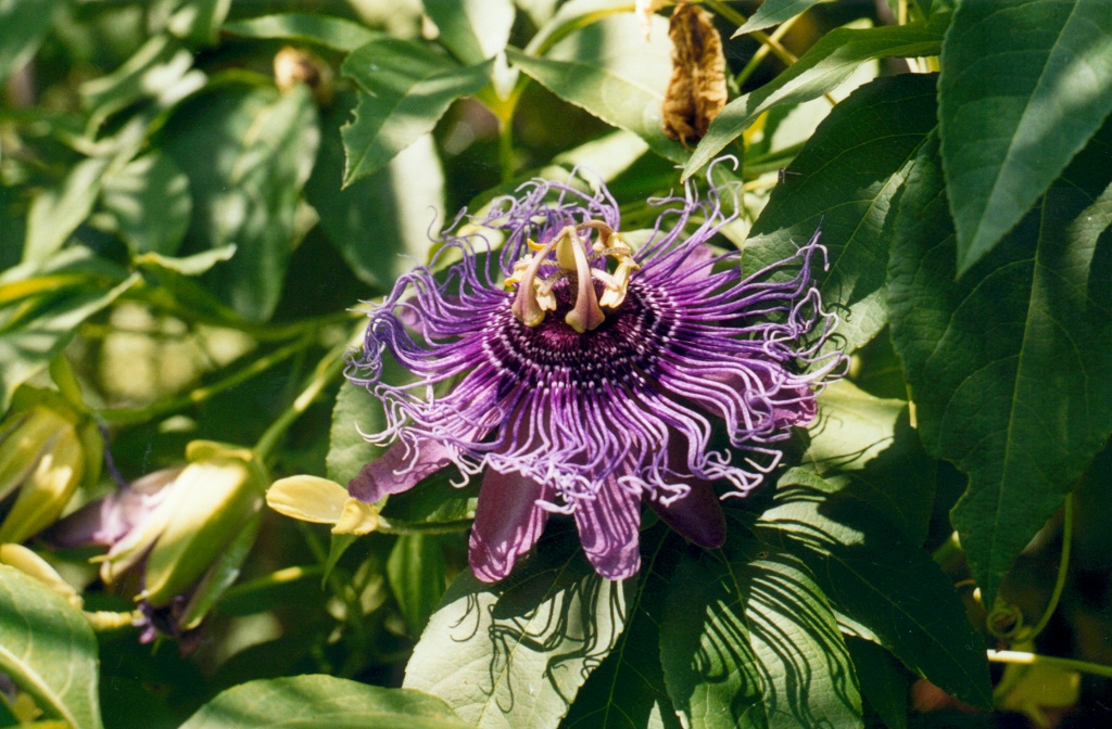 Passiflora
